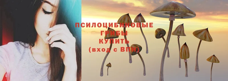 сколько стоит  Отрадное  OMG маркетплейс  Псилоцибиновые грибы Psilocybe 